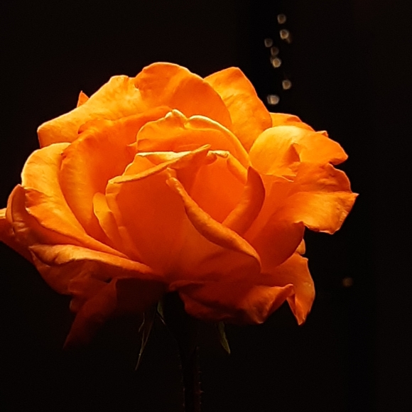 Meet your Posher, Tamara - Picture 1 of 1